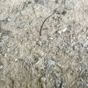 Meet your Posher, Ronald